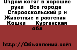 Отдам котят в хорошие руки - Все города, Старооскольский р-н Животные и растения » Кошки   . Курганская обл.